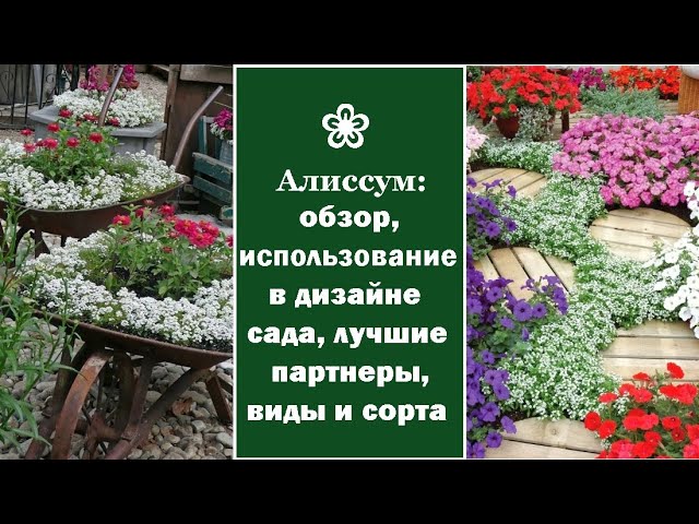 Алиссум цветок: фото, описание, выращивание, посадка, уход ...