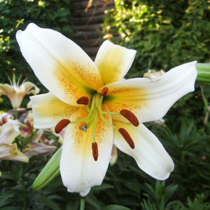 Lilium 'Mister Cas' | Official site of Peter C. Nijssen