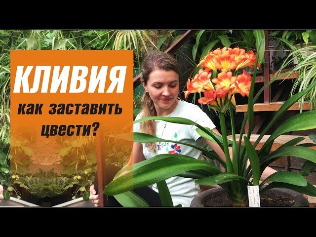 Цветок кливия киноварная: уход в домашних условиях