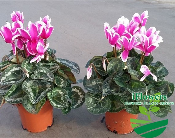 Цикламен (Cyclamen) | Про-ЦВЕТЫ.рф - фото цветов и букетов ...