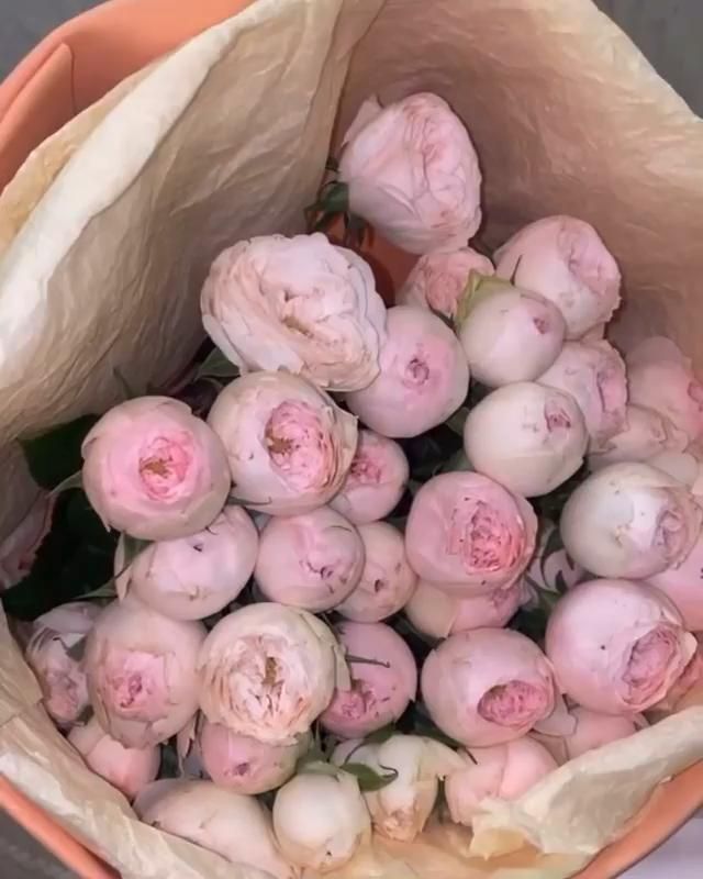 человек руки держа красивый букет розовый Peony цветов ...