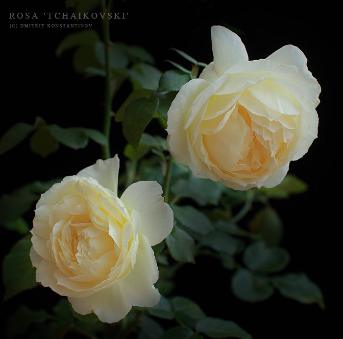 Rosa 'Rosemary Harkness' — Википедия