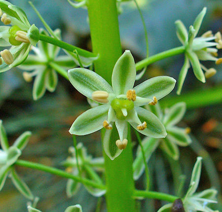 Индийский лук (Ornithogalum caudatum) -50 рублей ❗Полезные ...