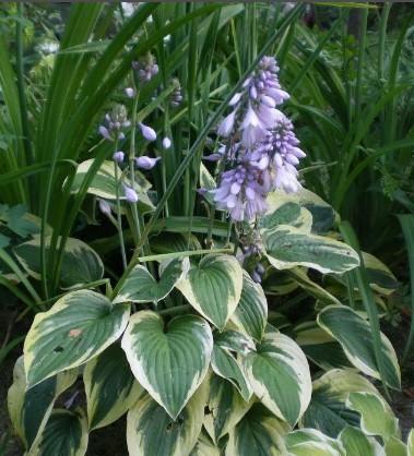 Hosta) «American Halo» - «Feel Green ...