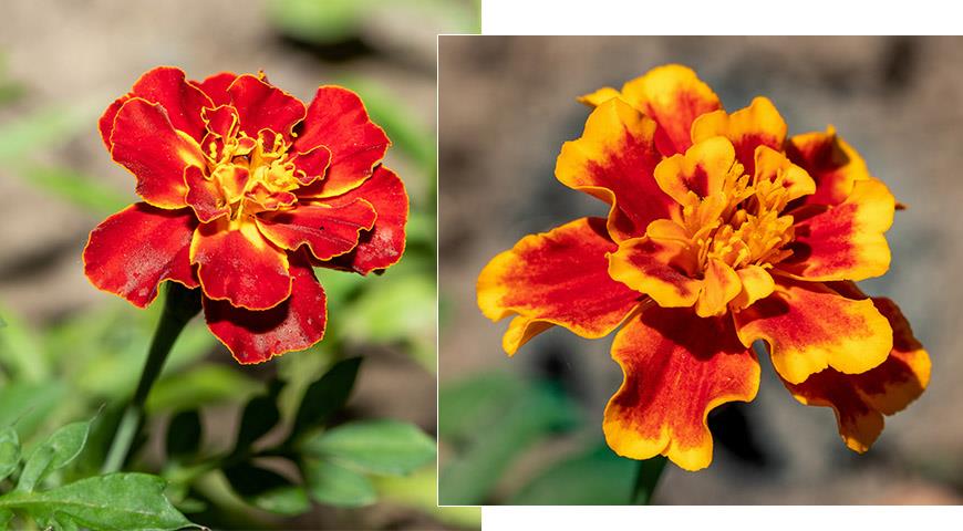 Тагетес (Tagetes) - Бархатцы - Посадка тагетеса и уход за ним ...