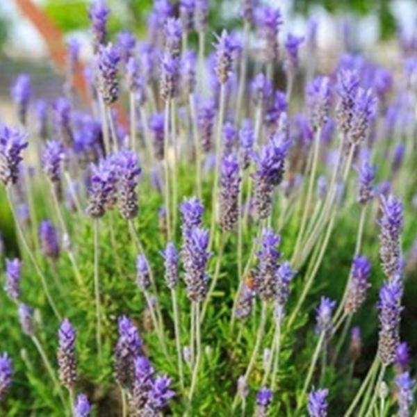 Lavandula stoechas - Лаванда Французская: купить 5 семян с ...