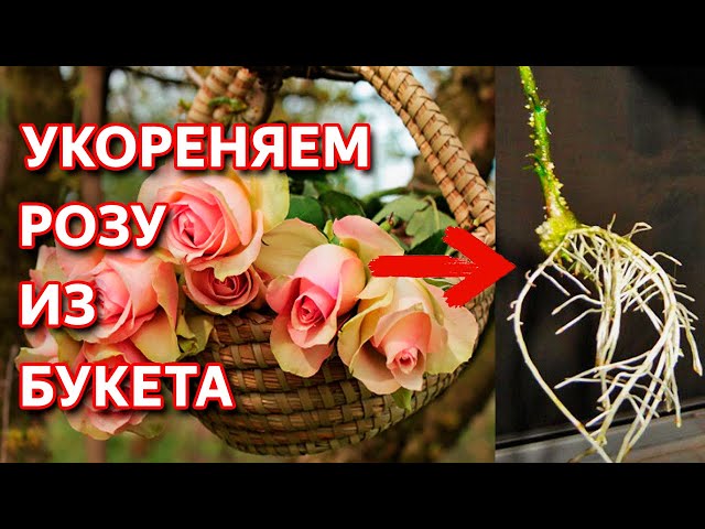 Укоренение черенков роз в воде - Agro-Market24