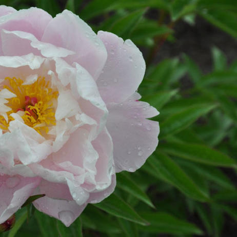 LADY ORCHID' Peony (Paeonia x lactiflora 'lady orchid ...