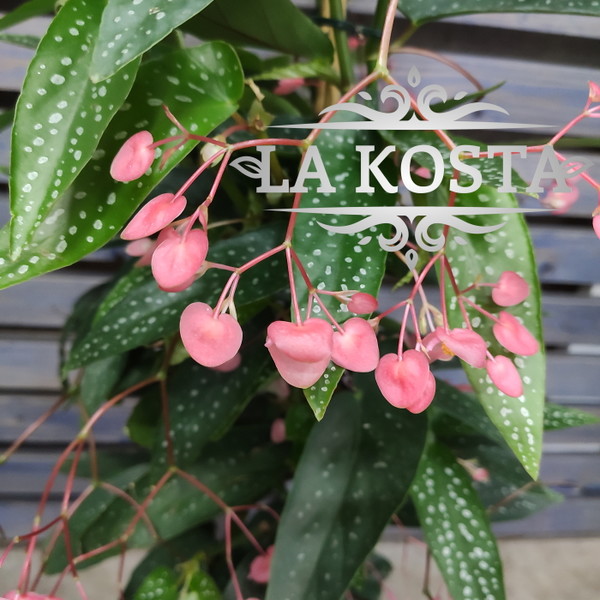 БЕГОНИЯ КОРАЛЛОВАЯ (begonia corallina) 🌸 Имея красивые ...