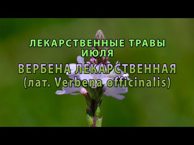 Интернет-магазин садовода ДЕЛЁНКА - Вербена Bampton (Бамптон)