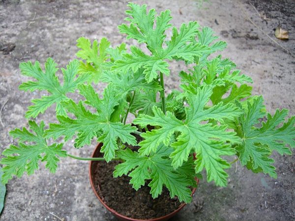 Герань (пеларгония садовая) (Pelargonium x hortorum)