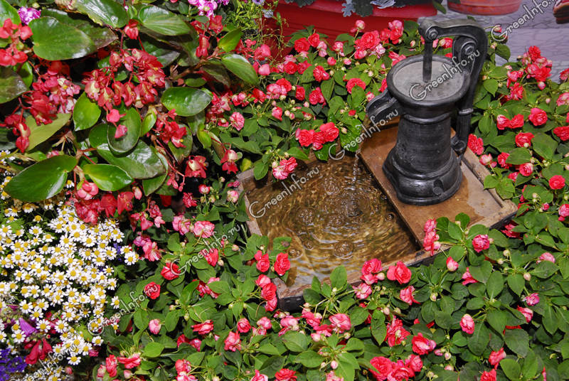 Бегония вечноцветущая розовая Begonia semperflorens Pink ...