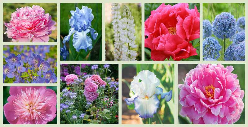 Herbaceous Peony Blush Queen /Pivoine ...