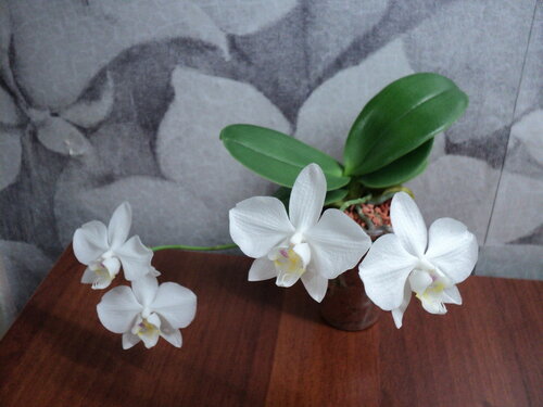 Phal. amabilis '4N' | Крупно-цветковые орхидеи ...