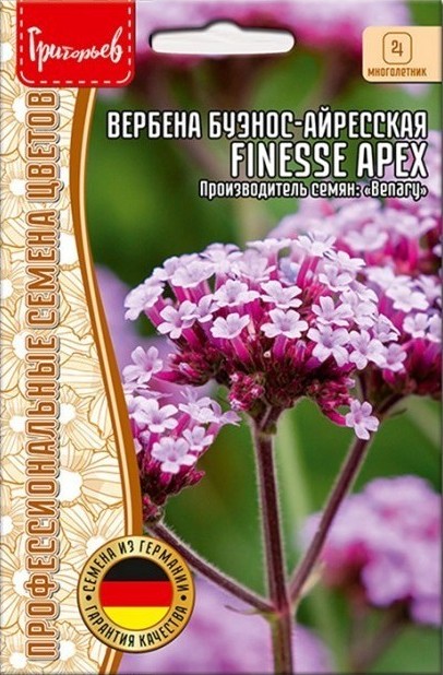 Вербена бонарская – хрупкое украшение вашей клумбы