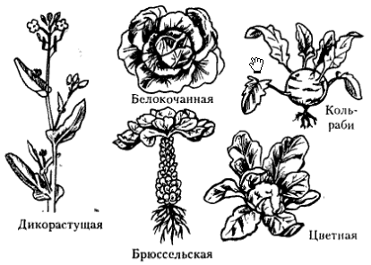 Как формируется пол у растений: условия и опыление | Блог ...