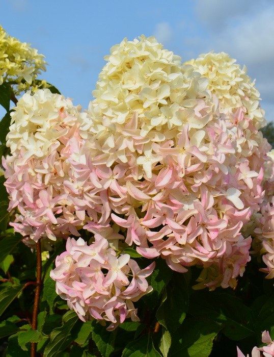 Hydrangea 'Skyfall ...