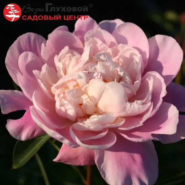 Пион Катарина Фонтейн Paeonia Catharina Fontijn / Katryn ...