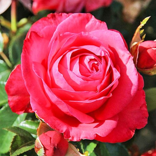 Rosa 'Cherry Lady' – Pépinière Jasmin