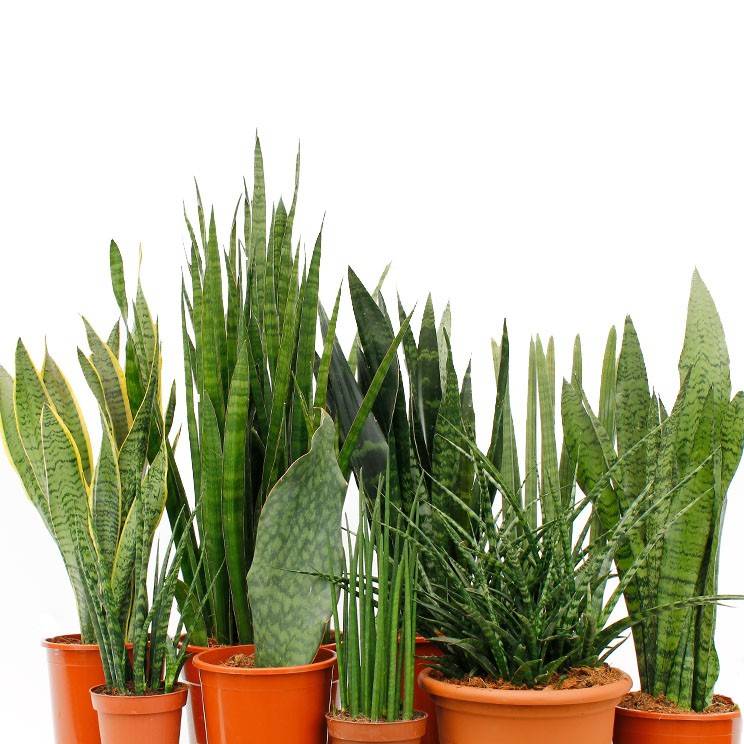 Сансевиерия (Sansevieria)