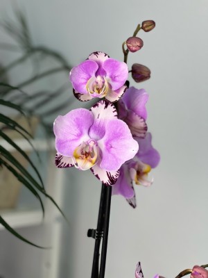 Phal. Yaphon Black Swan Black Anaconda ...