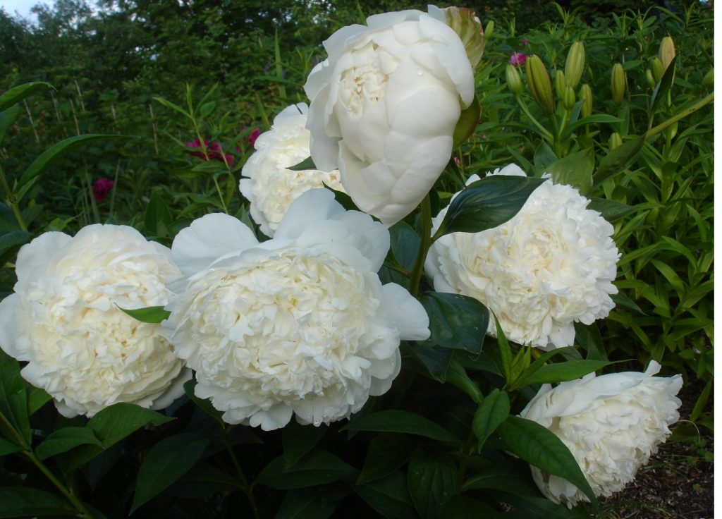 Paeonia suffruticosa «Yoshinogawa»-Пион древовидный ...