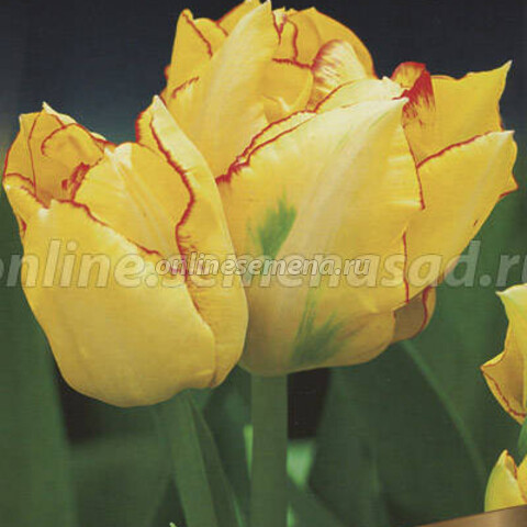 Тюльпан Акилла (Tulip Aquilla) 500 шт ...