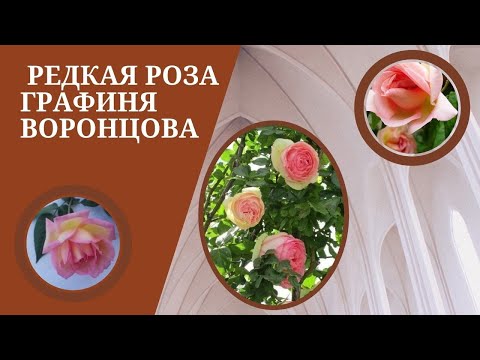 Купить саженцы роз Графиня Воронцова (Comtesse de Woronzoff ...