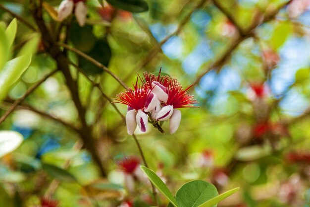 Free Photos | Feijoa flower with bright red and white petals