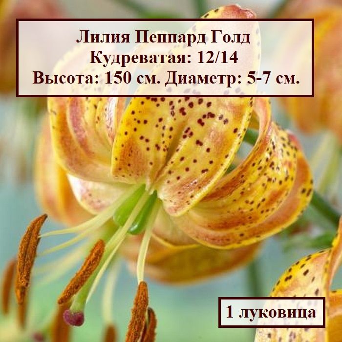 ✿ Лилия Леди Элис 1 уп. (2 шт.) купить за 299 руб, доставка ...