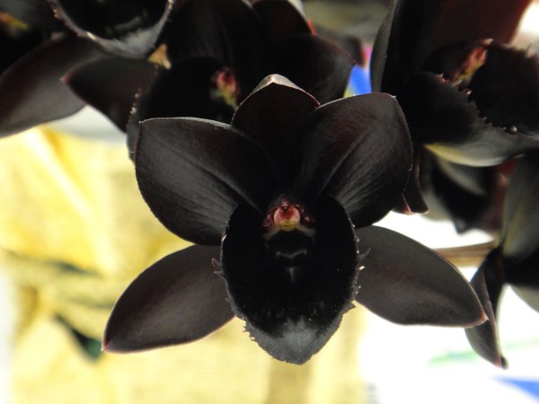 Орхидея Phalaenopsis Black (отцвел)