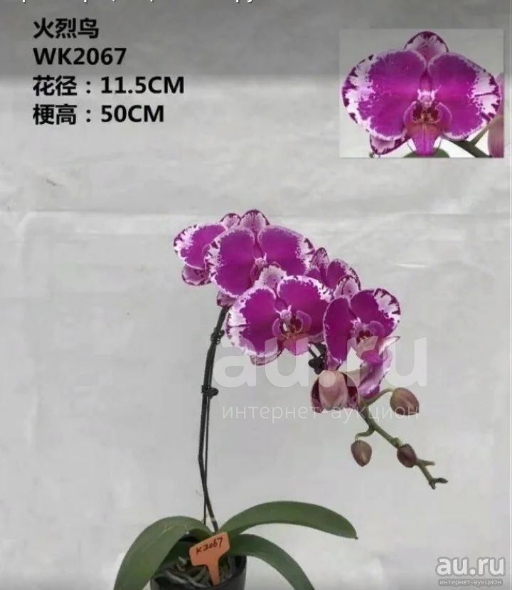 Phal. OX Flamenco / Орхидеи