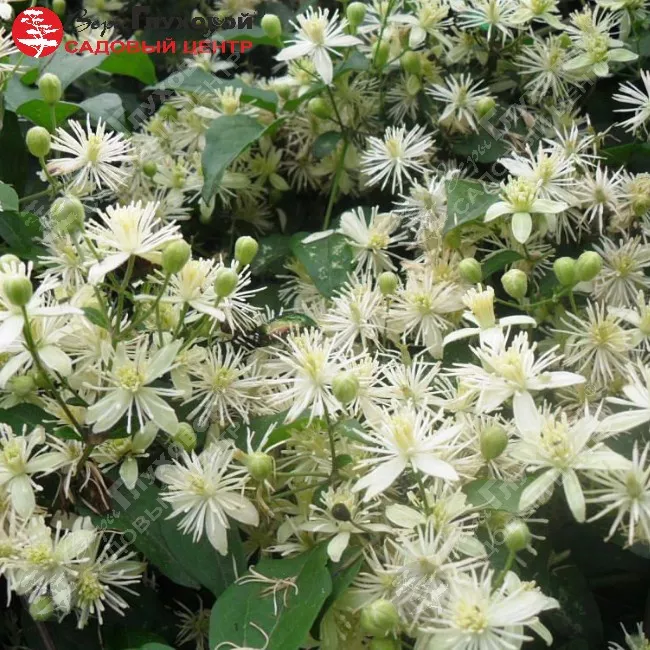 Clematis VITALBA или Клематис Виноградолистный (семена)