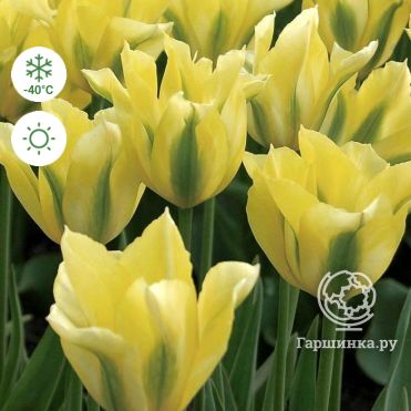 Tulipa 'China Town' — Plant Wholesale FlorAccess