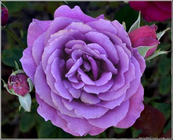 Rosa 'Big Purple' | Roses | Flowering ...