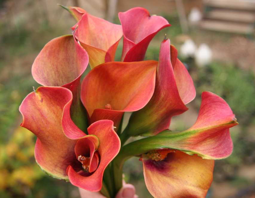 Zantedeschia Captain Fuego ...