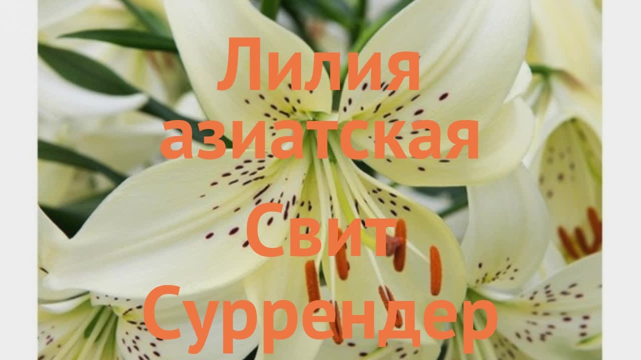 Купить Лилия Свит Саррендер тигровая 1674221362-1700 в ...