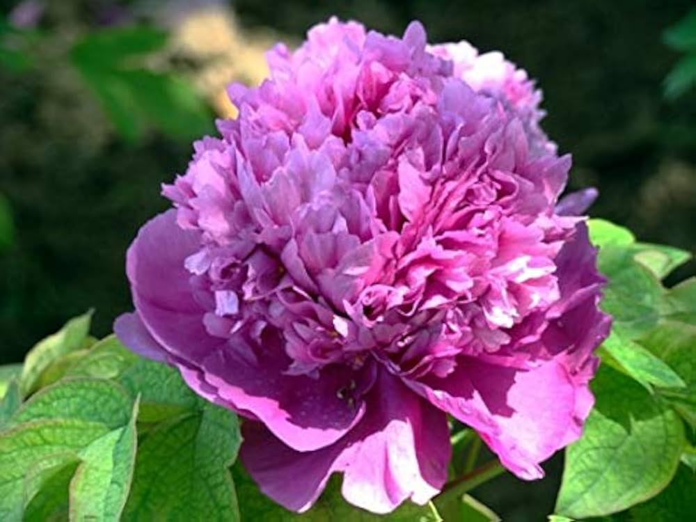 The Peony, The Hoosier State Flower