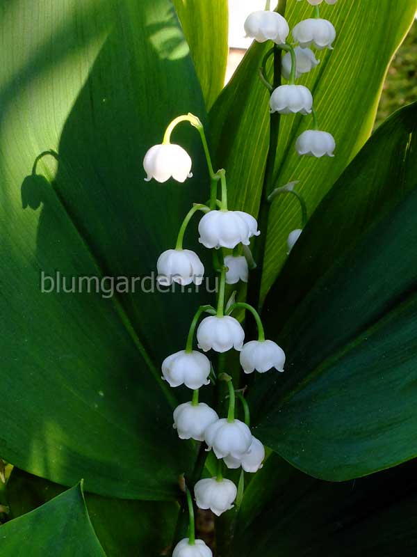 Ландыш серебристый (Muguet Argente ...