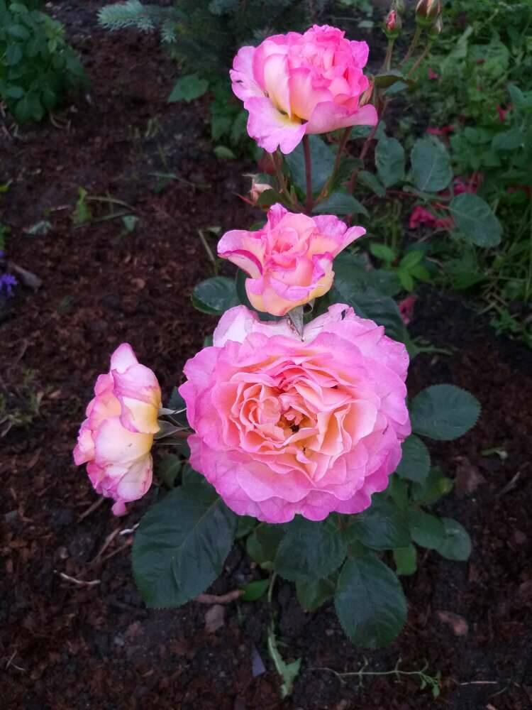 FTD Gorgeous Rose Bouquet in Chantilly VA - Chantilly Flowers