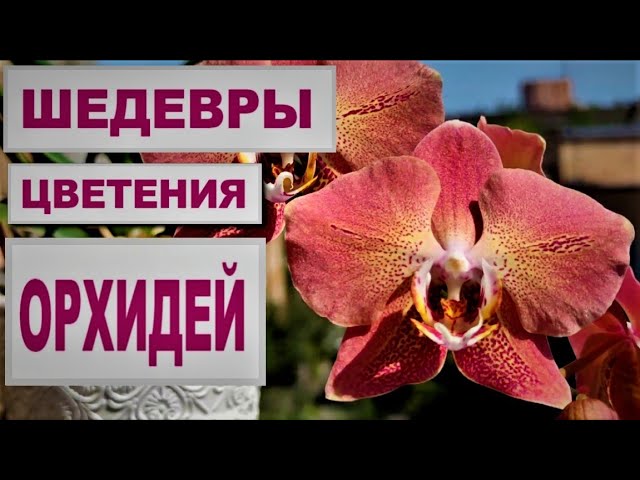 Азиатские сортовые орхидеи - YouTube