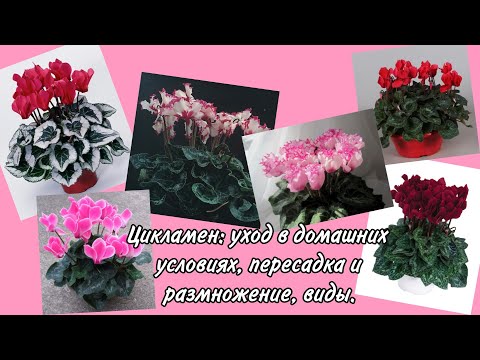 Цикламен: цветок, фото, уход в домашних условиях 2018 ...