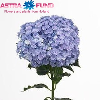 Hydrangea macrophylla 'Together', Гортензия крупнолистная ...