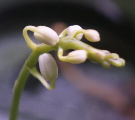 Орхидея Phal. Equestris Alba - купить, доставка Украина