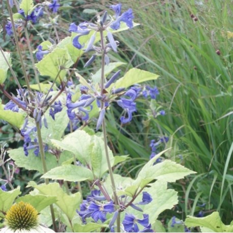 Clematis heraclefolia Cassandra (3lt)