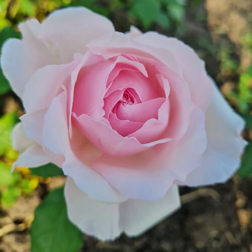 Rose【Misaki - みさき 】Rare Rose| 1.5Gallon OwnRoot BareRoot ...