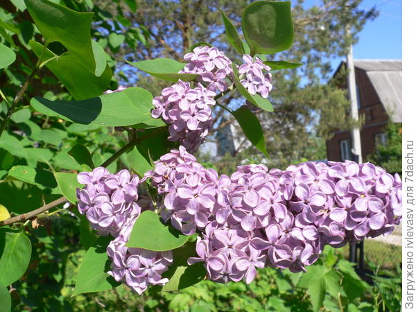 Гортензия метельчатая Селекшн (Hydrangea paniculata Selection ...