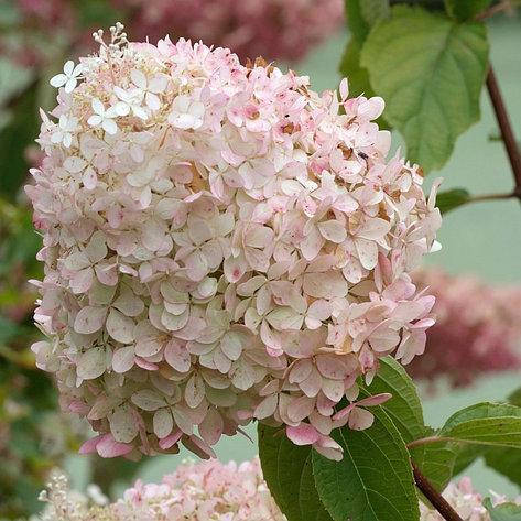 Tardiva Hydrangea ...