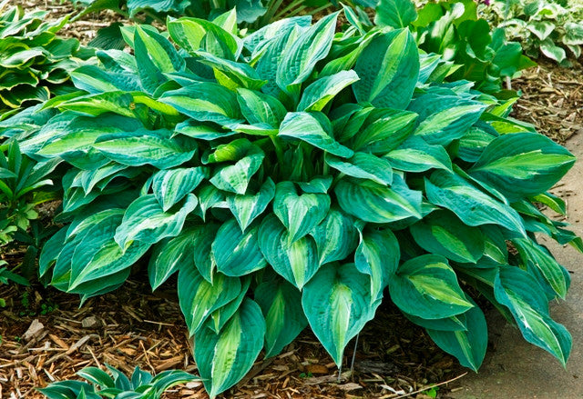 Kiwi Full Monty Hosta - Shade Perennial Slug-Resistant Hosta ...