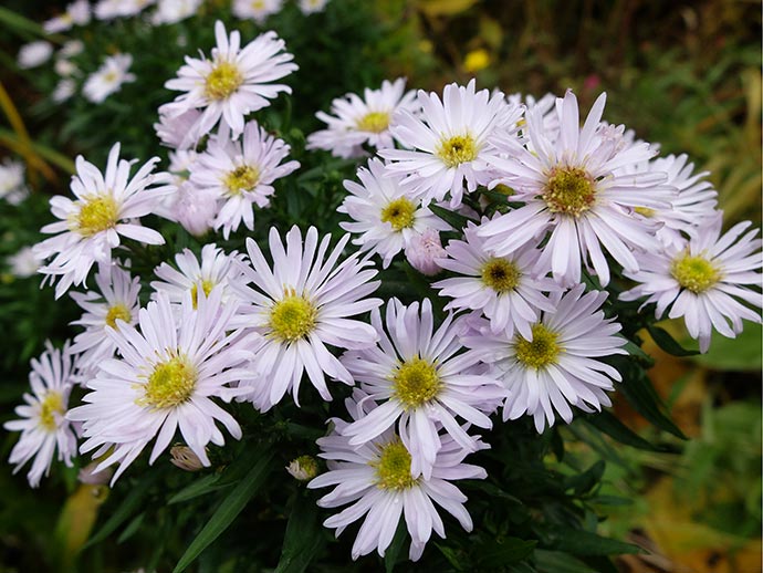 Blue Bouquet) (Aster ...